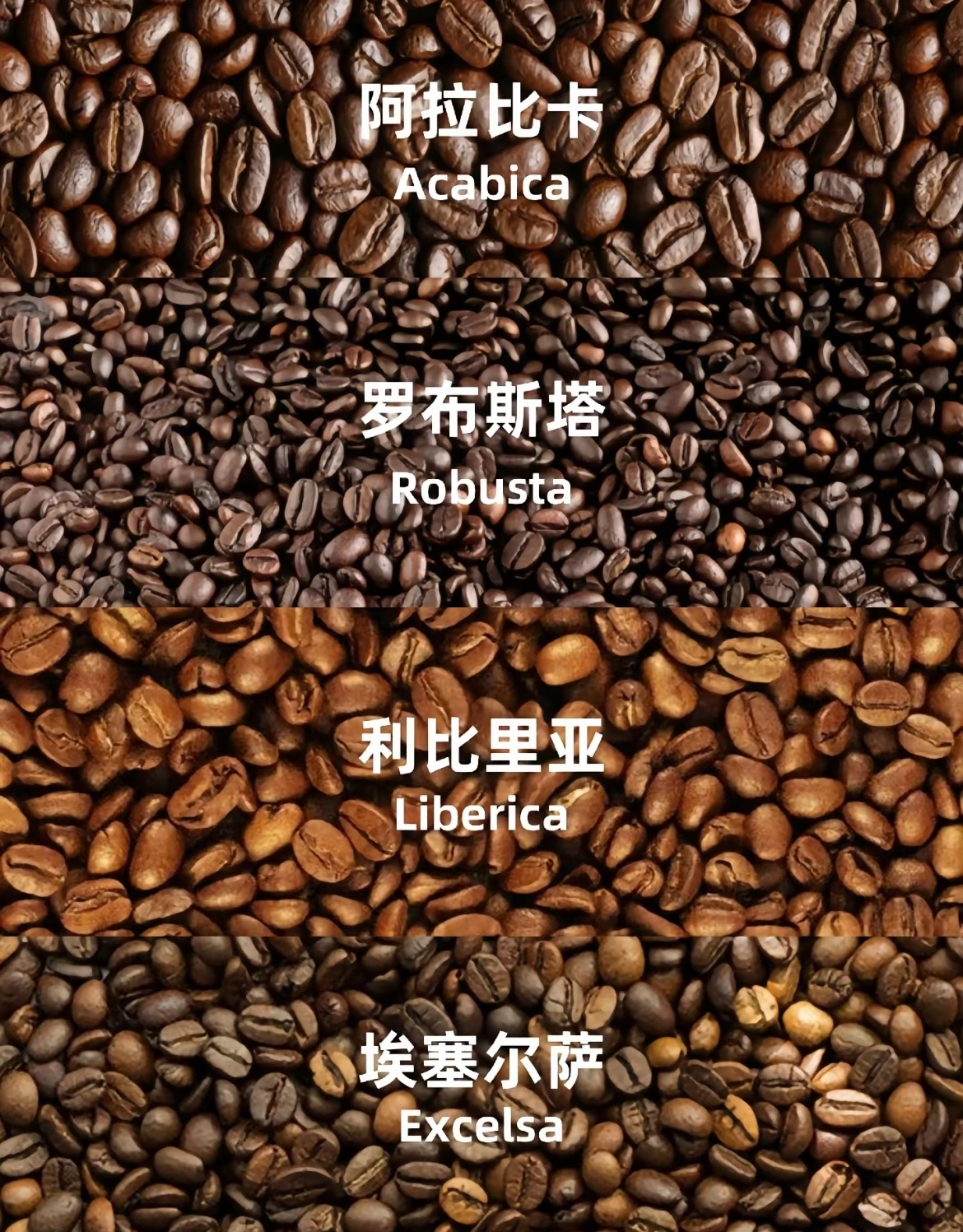 咖啡豆品种指南